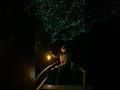 क्या राज है New Zealand के चमकने वाले गुफा का ? Waitomo Glowworm Cave ! #facts #mystery #nature