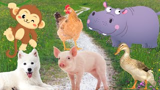 Animals that are close to people - Dog, cat, duck, pig,... by Animal Moments 32,095 views 1 year ago 17 minutes