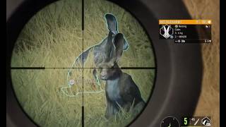 CotW: Looking for black bears in Layton Lake