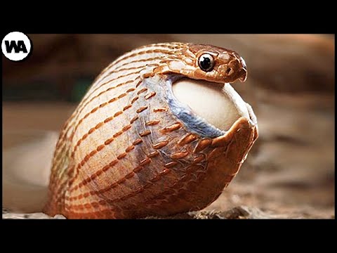 Змея, Которая Отказалась от Яда и Клыков, Чтобы Есть Яйца