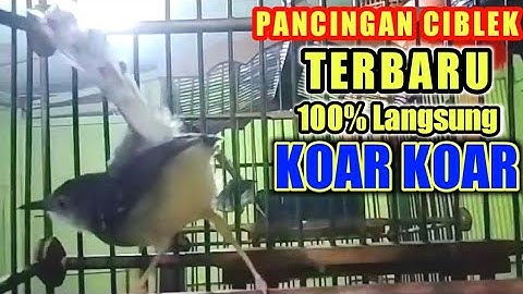 PANCINGAN CIBLEK Terbaru 100% langsung KOAR KOAR || ciblek gacor.