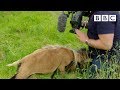 Cameraman smacked in the nuts by angry sheep   bbc