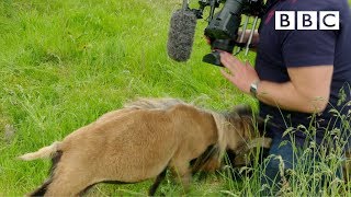 Cameraman smacked in the nuts by angry sheep 😱 - BBC