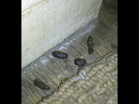 This is What Rat Droppings Actually Look Like