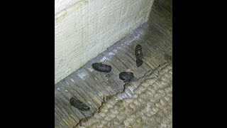 This is What Rat Droppings Actually Look Like