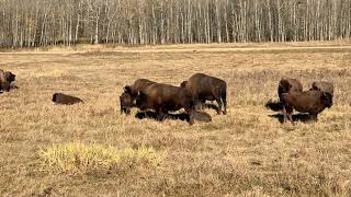 Elk Island National Park Family Tour | Beautiful Nature & Bison Encounters in Alberta 🇨🇦