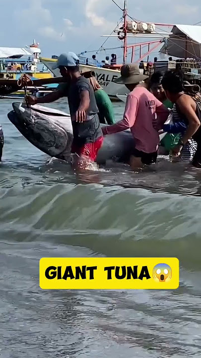 Giant tuna😱#fishing #tuna