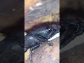 Escarabajo de la palma