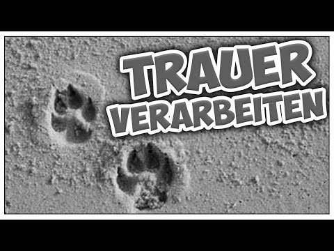 Video: Wie lange sollte ich warten, nachdem mein Hund gestorben ist, um einen neuen zu bekommen?