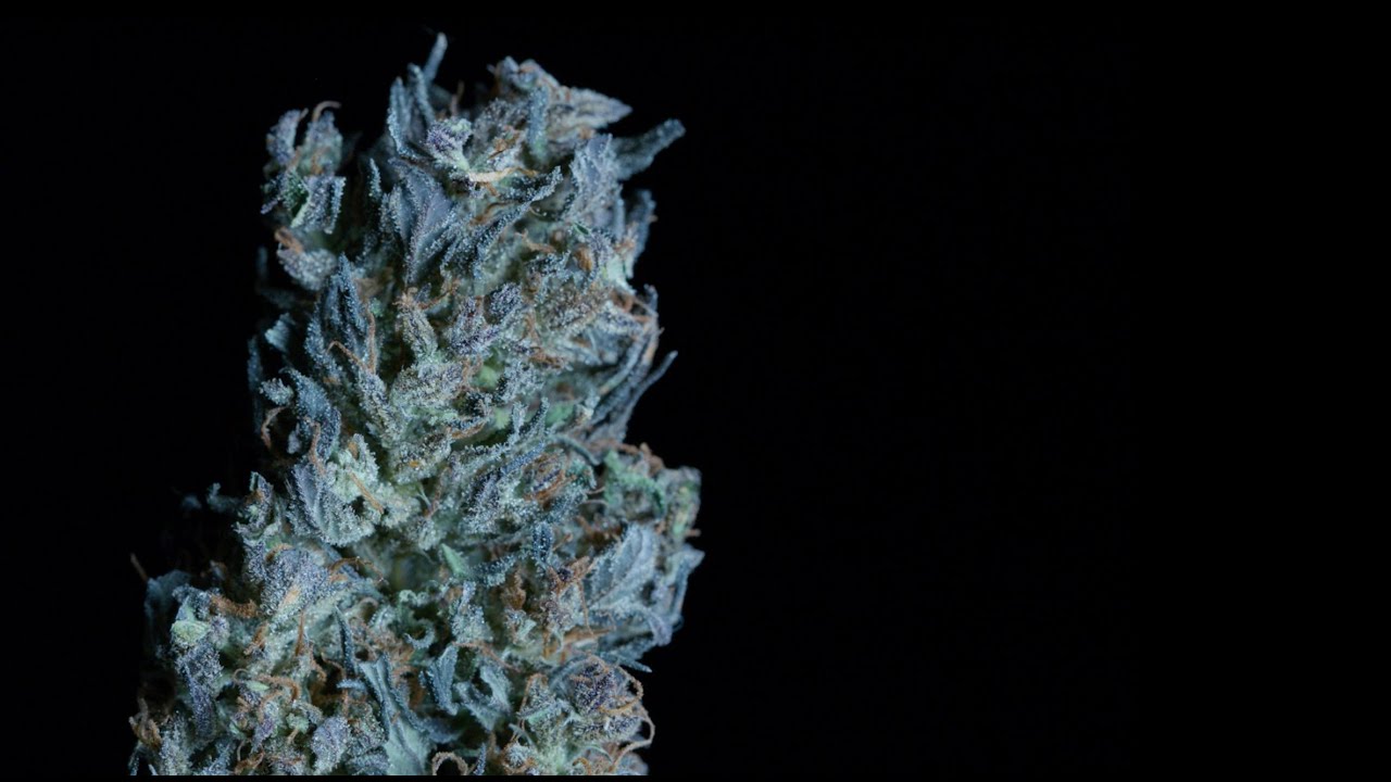 Cbd Blüte Alpenrose