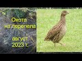 Великолепная охота на перепела. Август 2023