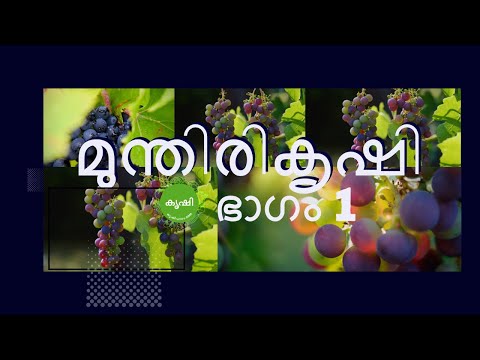മുന്തിരി കൃഷി ഭാഗം 1 , തൈകള്‍ നടുന്നു - grape growing video series part 1