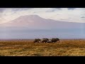 Fotosafari Kenia: Amboseli 4k