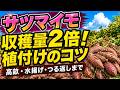 【さつまいも栽培】収穫量が2倍になる!高畝・水揚げ・船底植えの正解3選