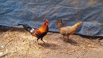 Qaib qus dawb ntsej | ໄກ່ປ່າຫູຂາວ