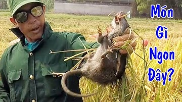Máy Cắt Lúa Bắt Chuột Đồng “Cống Nhum” | SĂN BẮT MÙA THU HOẠCH LÚA