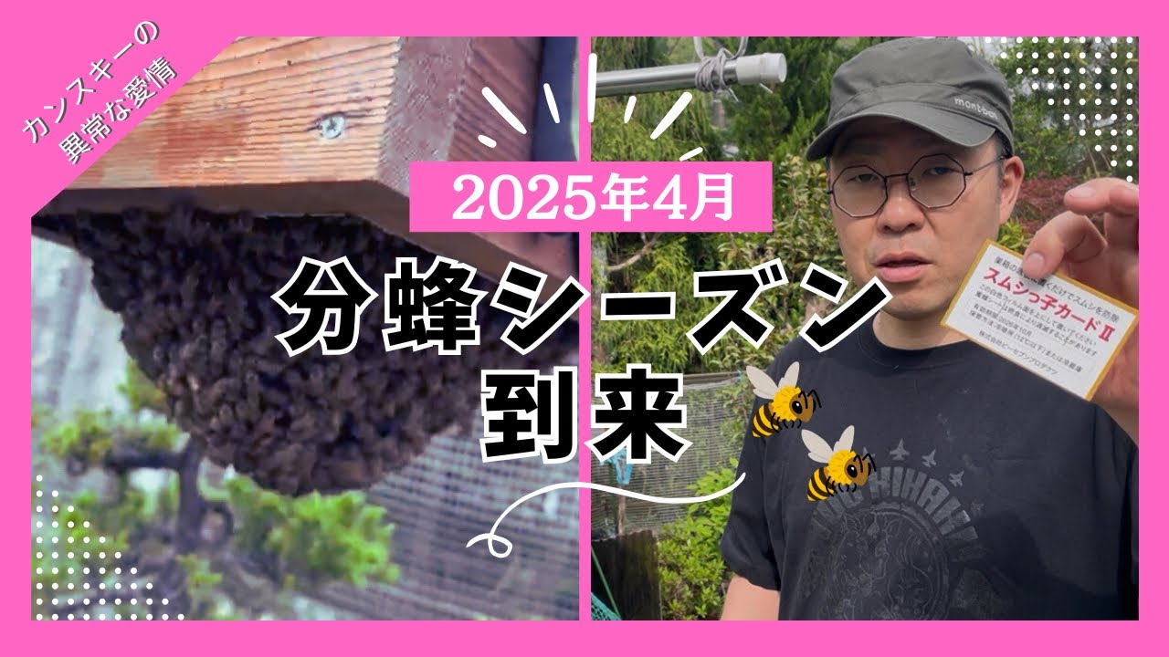 ニホンミツバチ　2025年4月分蜂群 ニホンミツバチ養蜂】2025年4月 - YouTube