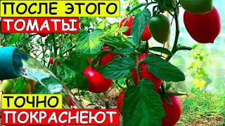 Почему НЕ КРАСНЕЮТ ТОМАТЫ и как РЕШИТЬ ЭТУ ПРОБЛЕМУ!