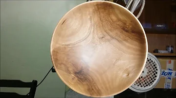 Co jsou stálezelené keře?