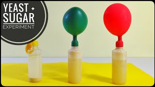 Sugar and Yeast Fermentation Experiment Anaerobic Fermentation with Balloons