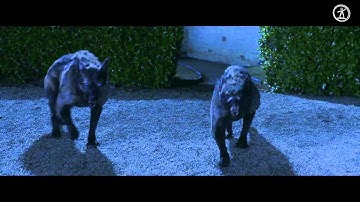 Vampire Academy VFX Breakdown by Prime Focus 1080p