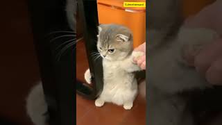 Funny Cat Episode 4