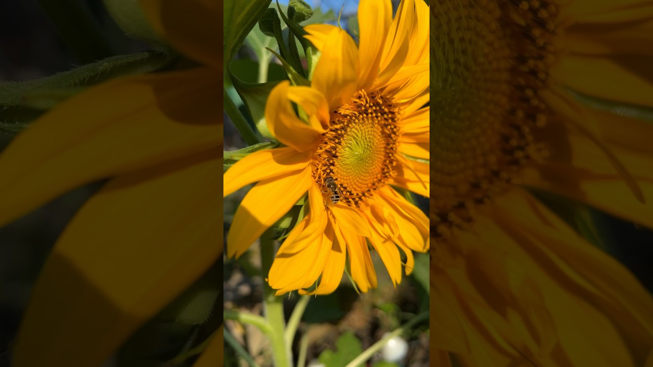 在 YouTube 上觀看「Growing sunflowers from seed to flower. #timelapse #gardening」