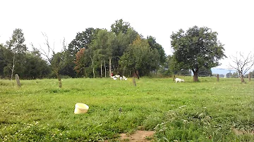 Kolik mléka bude koza produkovat denně?