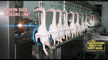🦆 Inside Modern Duck Farming Factory | From Hatch to Meat Processing