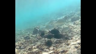 Snorkeling at Tala Bay Resort in Aqaba Jordan Part 7