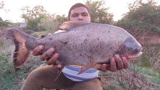 Amazing Big Indian Redbilled Big Catfish Catching By Professional Fishermanincredible Fishing