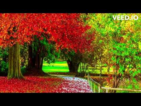 Dhaanto Nuur Caraale Iyo Nimco Dareen Rucub Canaba