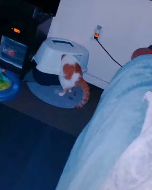 Cat pooping right outside of litter box. YouTube