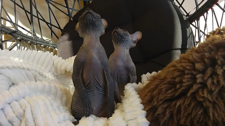 Video 4350461: don sphynx cats, russian sphynx, sphynx cat breed, sphynx hairless cat, kitten enjoys playing, cute kitten enjoying