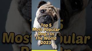 Top 5 Popular Dogs In The World