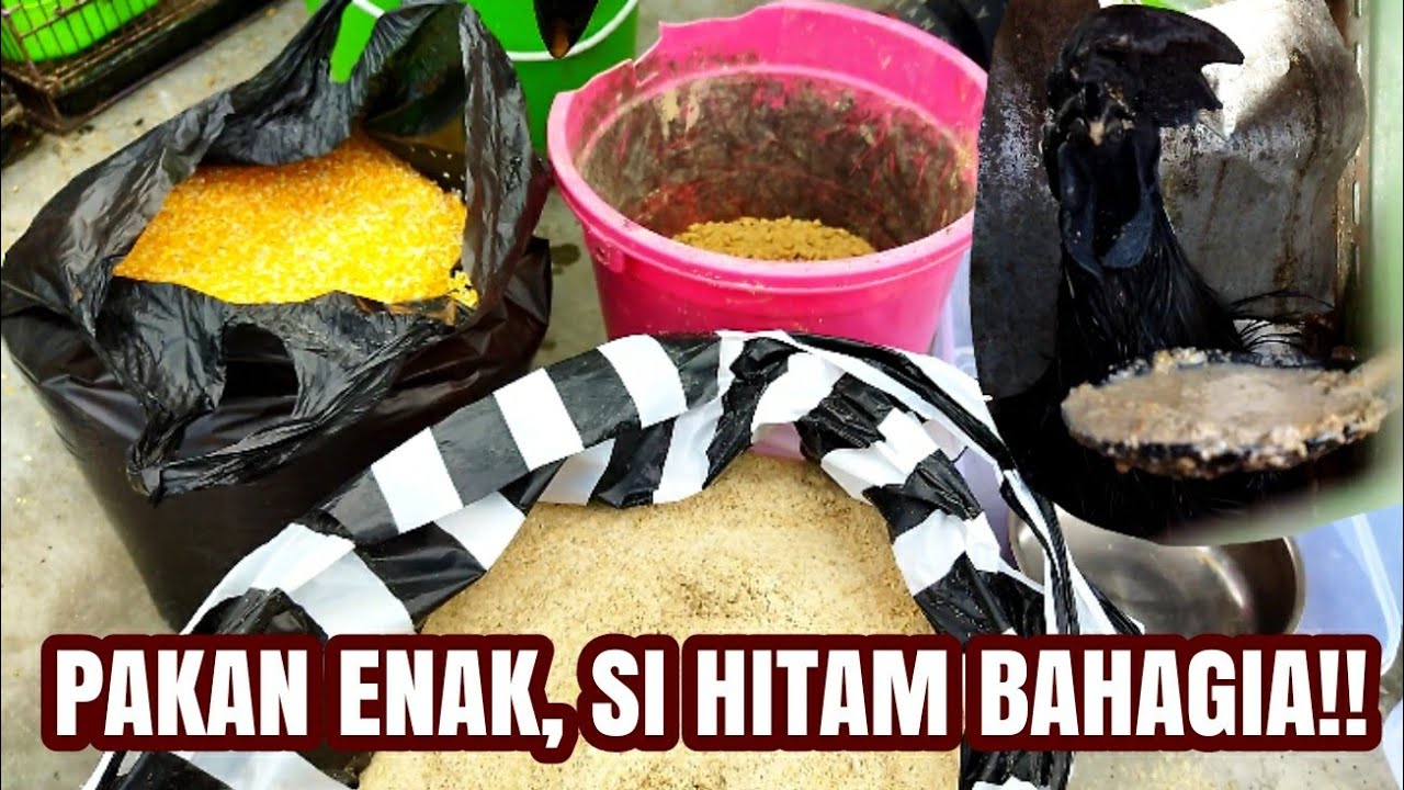 CARA MEMBUAT PAKAN AYAM || Pakan Ayam Cemani