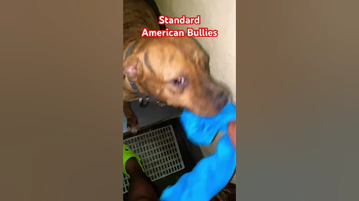 STANDARD AMERICAN BULLIES 🐶🐕🔥 #dog #short