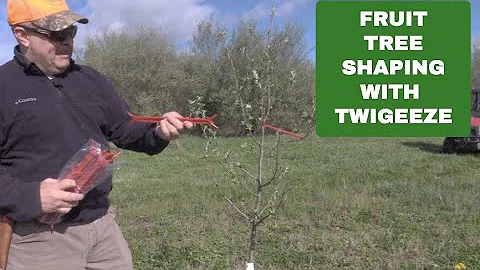 REVIEW  TWIGEEZE Branch and Limb Spreaders for Training Fruit Trees or Ornamental Trees