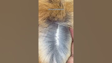 How to tell the difference between real and fake fur!🧥