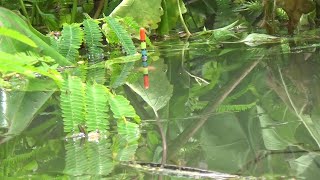 Download Lagu MANCING WGM SPOT WISATA BEBEKAN TERBARU, MULAI DISERBU PEMANCING #fishing #fish #mancing  MP3