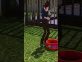 harvesting forbidden fruit #Sims3 #gardening #harvest #garden planter #plantasim #infant #gaming