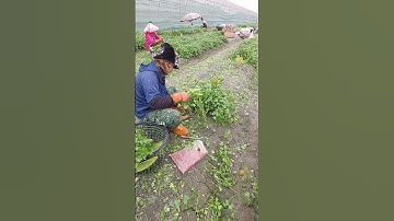 XKLĐ Đơn nông nghiệp Đài Loan