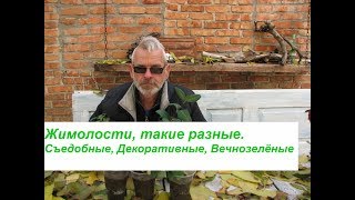 Жимолости, такие разные. Съедобные, Декоративные, Вечнозелёные Жимолости, такие разные. Съедобные, Декоративные, Вечнозелёные