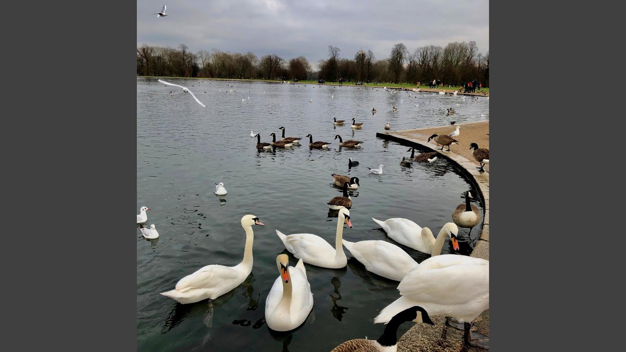 Watch When Geese Chat With Swans on YouTube Watch When Geese Chat With Swans on YouTube