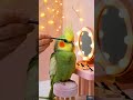 Tiny Cockatiel Gets Full Glam 😭💄 #beforeandafter #asmrsatisfying
