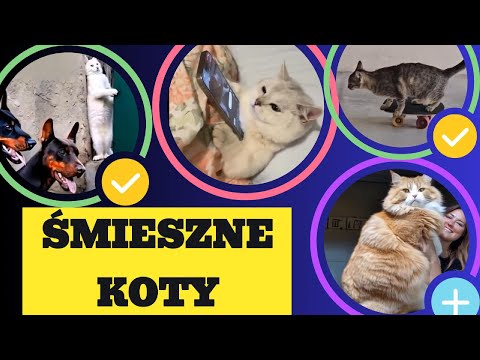 Najśmieszniejsze koty w