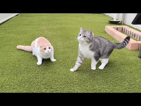 もち猫ページ② maxresdefault.jpg