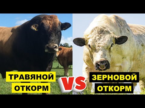 Видео: Кормят ли коров мясом?