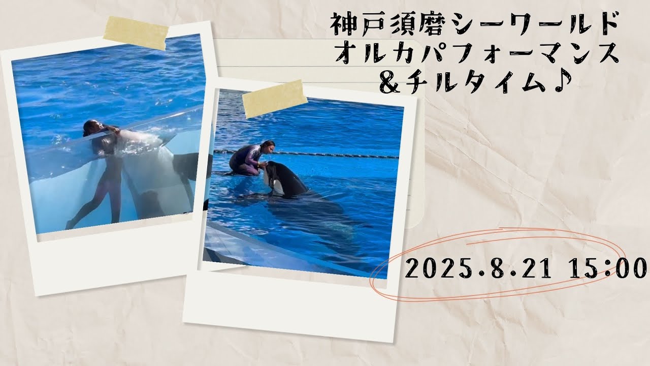 須磨シーワールド　オルカ 神戸須磨シーワールド オルカパフォーマンス 2025.8.21 15:00