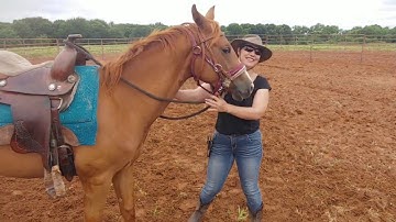 Moving the hindquarters and forquarters, Button training on the ground, Day 1 with a 3 year old mare